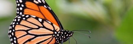 Butterfly Spiritual Meaning: The Message They Transmit Depends On Their Color