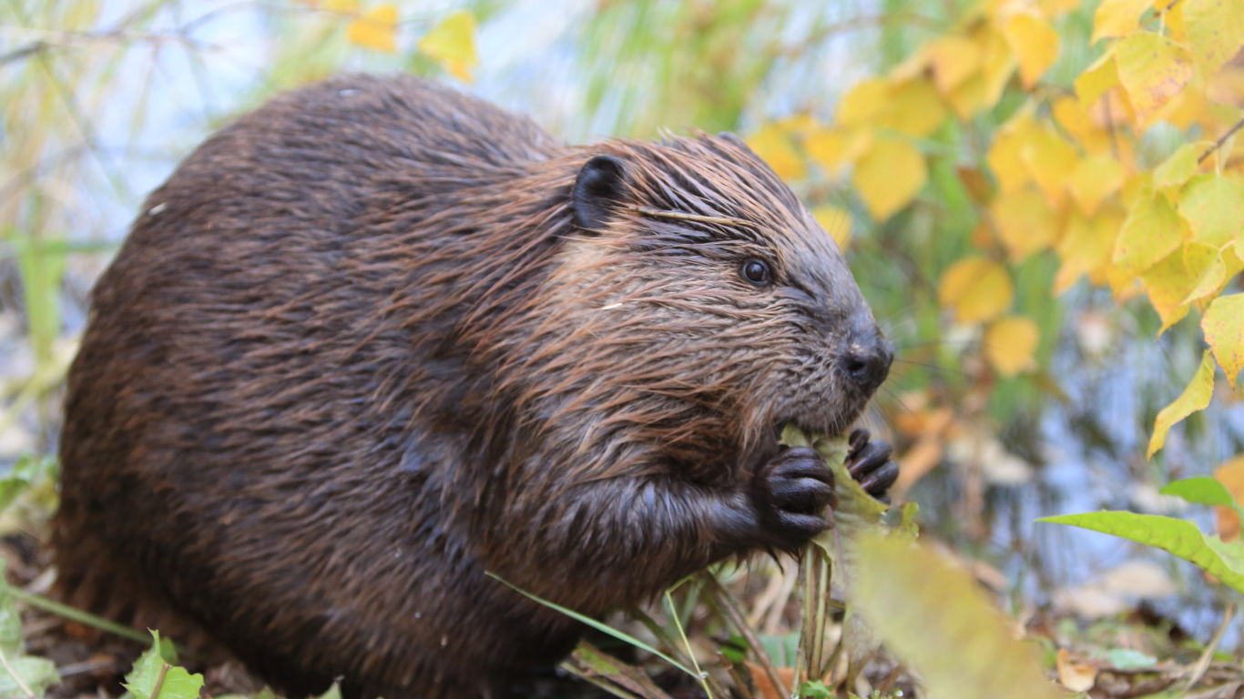 Beaver Spirit Animal Symbolism Meaning And Origins Explained