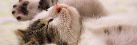 What Does Dreaming Of A Cat Mean? - Here Are The Spiritual Meanings