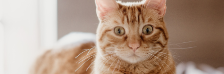 What Do Ginger Or Orange Cats Symbolize Spiritually?