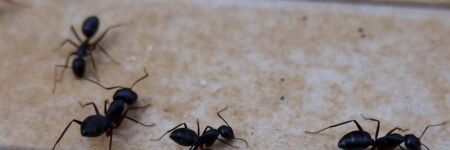 Do You Have Ants In Your House? Here’s The Spiritual Significance