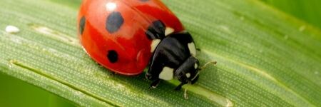 Spiritual Meaning Of Ladybugs - They’re Famous Good Luck Charms