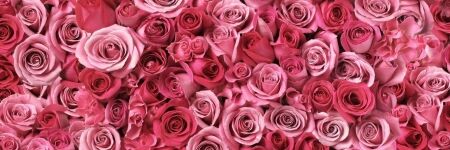 Number Of Roses Meaning + Their Colors: How Many Should I Offer My Partner?