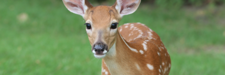 What Is Gemini's Spirit Animal? - It's Deer, Symbol Of Innocence