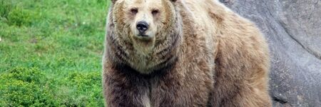 Virgo Spirit Animal Is The Bear; Symbol Of Leadership