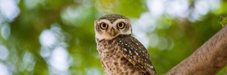 What Spirit Animal Symbolizes Sagittarius? - It's The Owl