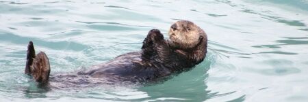 What Is The Spirit Animal For Aquarius? - It's Otter; Symbol Of Joy