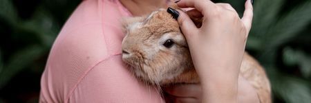 The Rabbit in Chinese Astrology: Discover Its Personality