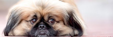 The Dog in Chinese Astrology: Who are they really?