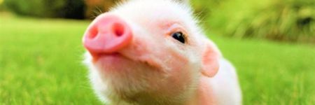 The Pig in Chinese Astrology: Who are they really?