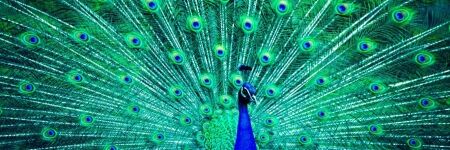 What Does A Peacock Feather Symbolize? Discover Its Spiritual Meaning Here