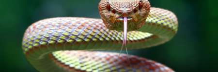 What Does It Mean Spiritually If You Dream Of Snakes?