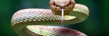 What Do Snakes Mean In A Dream Spiritually? - Here's The Interpretation