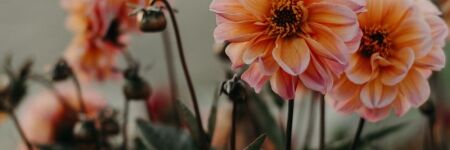 Find Your Flower Based on Your Astrological Sign