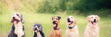 What Is The Best Dog Breed For Every Zodiac Sign?