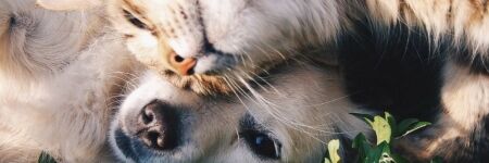 2026 Pet Horoscope: Cats & Dogs Deserve Forecasts Too