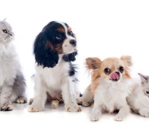 🐕 FAQ - Psychic Pet Readings 🐈