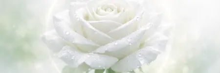 White Rose Meaning: Purity, Spirituality, Love 🤍
