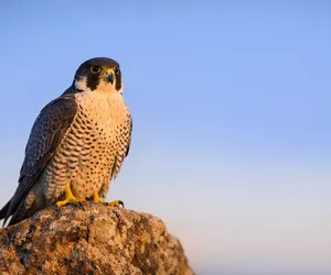 Aries' Spirit Animal Is The Falcon, A Symbol Of Power