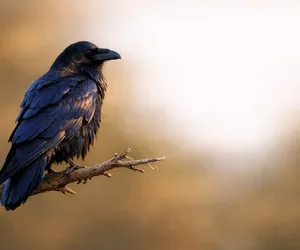 Libra's Spirit Animal Is The Crow; Symbol Of Wisdom And Intelligence
