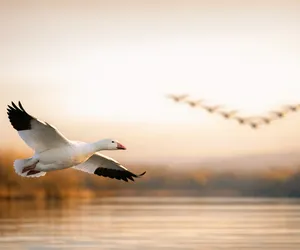 Capricorn Spirit Animal Is Goose; Symbol Of Grace And Determination