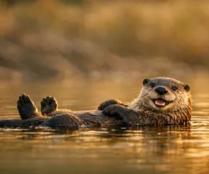 Aquarius' Spirit Animal Is The Otter; A Symbol Of Joy