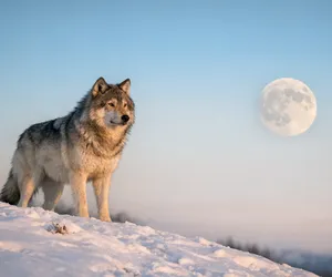 Pisces' Spirit Animal Is Wolf; The Symbol Of Power And Intelligence