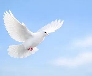 White dove meaning: symbol of peace, love and the divine