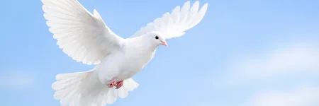 White dove meaning: symbol of peace, love and the divine