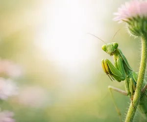 Praying mantis spiritual meaning: patience and inner power