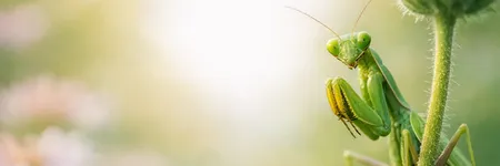Praying mantis spiritual meaning: patience and inner power