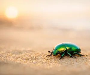 Scarab beetle meaning: symbol of rebirth and protection