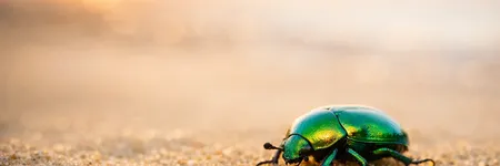 Scarab beetle meaning: symbol of rebirth and protection