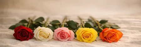 Rose Colors Meaning: What Each Color Says