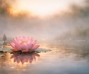 Lotus Flower Meaning: Symbol of Rebirth