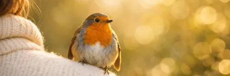 Spiritual Meaning of a Bird Landing on You