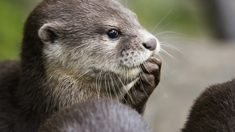 Otter Spirit Animal: What Does It Symbolize And Represent? 