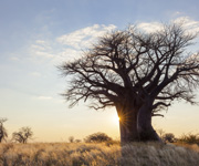 The Baobab Sign In African Astrology: January 4 - February 3