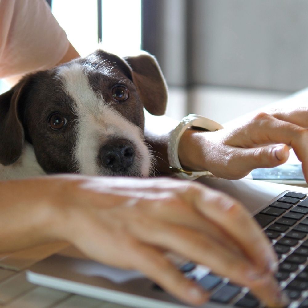Right, I’m Taking My Pet To Work This Morning!